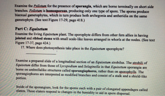 Examine the Psilotun for the presence of sporangia, which are borne terminally on short side branches. Psilofum is homosporou