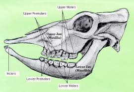 Upoer Molers Maxilla) Louny SORODAJA Mand Lower Prestolars Lower Molars