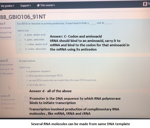 Ty My gradesSupport This course 88 GBIO106 91NT For RNA to function in protein production, it must bind to both aand an tion 1 et answered ts out of 1.00 Plag question Select one: a gene, amino acid Answer: C- Codon and aminoacid tRNA should bind to an aminoacid, carry it to mRNA and bind to the codon for that aminoacid in b.gene, anticodorn 安. c codon, amino acid d codon, anticodon the mRNA using its anticodon In transcription, ot yet anawered 100 Select one a a promotes sequence b DXA produces messenger RNA c several RNA molecules are made from the same DNA molecule d all of the above question Answer d-all of the above Promoter is the DNA sequence to which RNA polymerase binds to initiate transcription Transcription involved production of complimentary RNA molecules, like mRNA, tRNA and rRNA ous of 1.00 Several RNA molecules can be made from same DNA template
