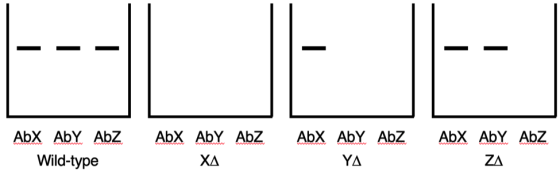 AbX Aby Abz AbX Aby AbZ Wild-type AbX Aby AbZ YA AbX Aby AbZ ZA XA