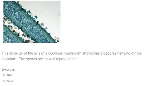 oode This close up of the gills of a Coprinus mushroom shows basidiospores hanging off the basidium. The spores are sexual re