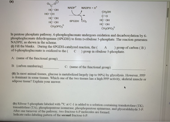 NADP+ NADPHH HC-OH HO-CH HC-OH нс-ОН CH2OPO;? 6PGDH Coz CH OH c=0 HC-OH HC-OH CHOPO3 In pentose phosphate pathway, 6-phospho