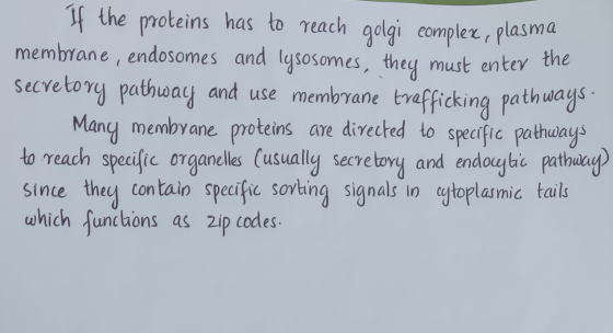 If the proteins has to membrane , endosomes and lysosomes, they must enter the secreto ry pathway and use membrane tvaffickin