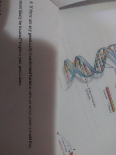 Sugarphosphate backbone & If there are any genetically transformed bacterial cells, on which plate(s) would they most likely