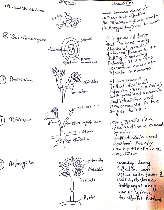 O candida alb ans most comnon couse 0 Sa echoromyces Cell sall thal- neludes man nownn the plasman bzen un comtcause nechon h