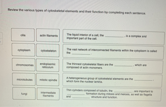 Review the various types of cytoskeletal elements and their function by completing each sentence. cilia actin filaments The l