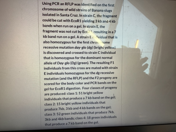 Using PCR an RFLP was identified on the first chromosome of wild strains of Banana slugs isolated in Santa Cruz. In strain C,