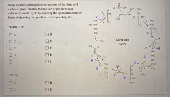 A. MC-C-CoA Some cofactors participating in reactions of the citric acid cycle are given. Identify the position or positions