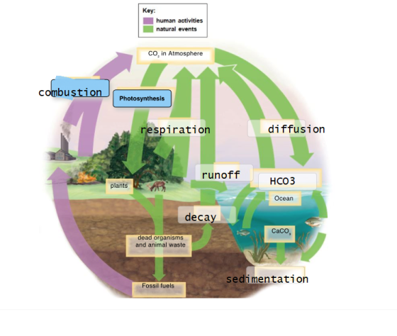 Key: human activities natural events Co, in Atmosphere combustion Photosynthesis respiration diffusion runoff HCO3 plants Oce