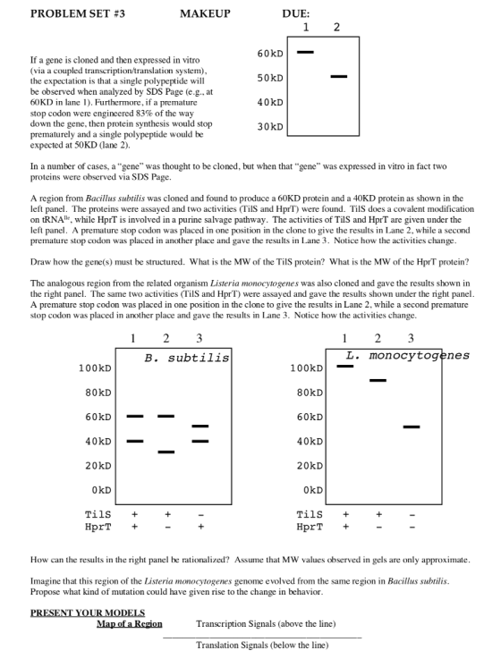 PROBLEM SET #3 MAKEUP DUE: If a gene is cloned and then expressed in vitro (via a coupled transcription/translation system) the expectation is that a single polypeptide will be observed when analyzed by SDS Page (e.g., at 60KD in lane 1). Furthermore, if a premature stop codon were engineered 83% of the way down the gene, then protein synthesis would stop prematurely and a single polypeptide would be expected at 50KD (lane 2). 60kD 50kD 40kD 30kD In a number of cases, a gene was thought to be cloned, but when that gene was expressed in vitro in fact two proteins were observed via SDS Page A region from Bacillus subtilis was cloned and found to produce a 60KD protein and a 40KD protein as shown in the left panel. The proteins were assayed and two activities (TilS and HprT) were found. TilS does a covalent modification on tRNAe, while HprT is involved in a purine salvage pathway. The activities of TilS and HprT are given under the left panel. A premature stop codon was placed in one position in the clone to give the results in Lane 2, while a second premature stop codon was placed in another place and gave the results in Lane 3. Notice how the activities change Draw how the gene(s) must be structured. What is the MW of the TilS protein? What is the MW of the HprT protein? The analogous region from the related organism Listeria monocytogenes was also cloned and gave the results shown in the right panel. The same two activities (TilS and HprT) were assayed and gave the results shown under the right panel A premature stop codon was placed in one position in the clone to give the results in Lane 2, while a second premature stop codon was placed in another place and gave the results in Lane 3. Notice how the activities change. В. subtilis L. monocytogenes 100kD 100kD_ 80kD 80kD 60kD 40kD 20kD 40kD_ 20kD 0kD 0kD TİÏS HprT + Tils HprT + How can the results in the right panel be rationalized? Assume that MW values observed in gels are only approximate Imagine that this region of the Listeria monocytogenes genome evolved from the same region in Bacillus subtilis Propose what kind of mutation could have given rise to the change in behavior Transcription Signals (above the line) Translation Signals (below the line)