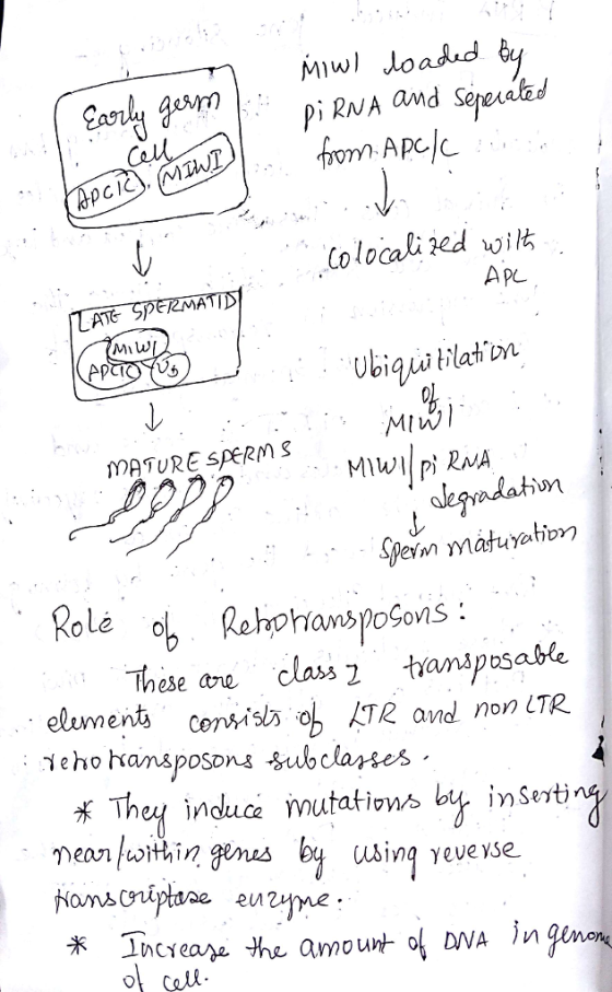 pi RNA and Sepex atad pcIC Miu Ap MATURE spERM S yeim maturatiory ol RehohanspoSovns: elument cenis oh LTR and non LTR X They