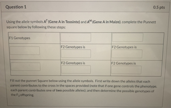 Question 1 0.5 pts Using the allele symbols AT (Gene A in Teosinte) and AM (Gene Ain Maize), complete the Punnett square belo