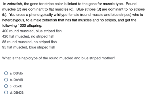 In zebrafish, the gene for stripe color is linked to the gene for muscle type. Round muscles (D) are dominant to flat muscles