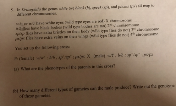 5. In Drosophila the genes white (w) black (b), speck (sp), and plexus (px) all map to different chromosomes. w/w or w/Y have