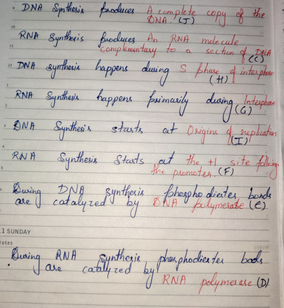 10 bise DNA Synthesis produces a complete copy of the RNA Synthesis produces An RNA molecule complementary to a section of D