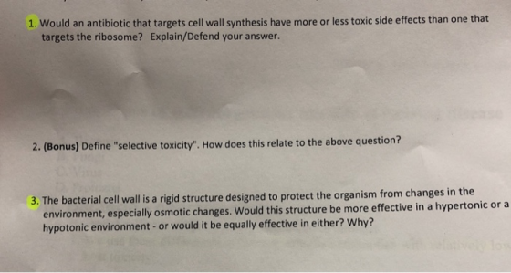 1. Would an antibiotic that targets cell wall synthesis have more or less toxic side effects than one that targets the ribosome? Explain/Defend your answer. 2. (Bonus) Define selective toxicity. How does this relate to the above question? 3. The bacterial cell wall is a rigid structure designed to protect the organism from changes in the t, especially osmotic changes. Would this structure be more effective in a hypertonic or a hypotonic environment -or would it be equally effective in either? Why?