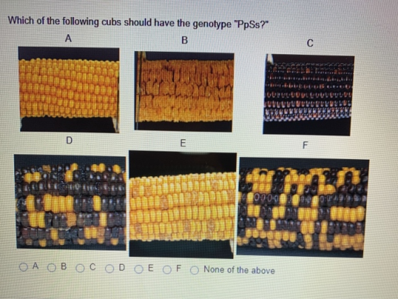 Which of the following cubs should have the genotype PpSs? A B с D E F 00.00020012002299 OA OB OC OD OE OF O None of the ab