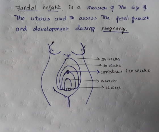 undal heighb i a measure The Si The etaouSTh and developmen t cluring prognany The utous usedl to assoss 36 WRRles Bo Ldeule