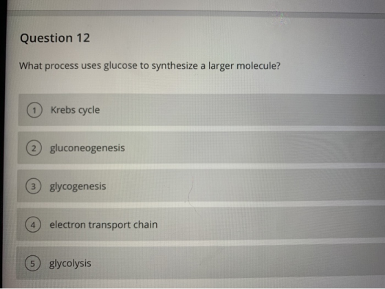 Question 12 What process uses glucose to synthesize a larger molecule? 1 Krebs cycle (2) gluconeogenesis (3) glycogenesis 4 e