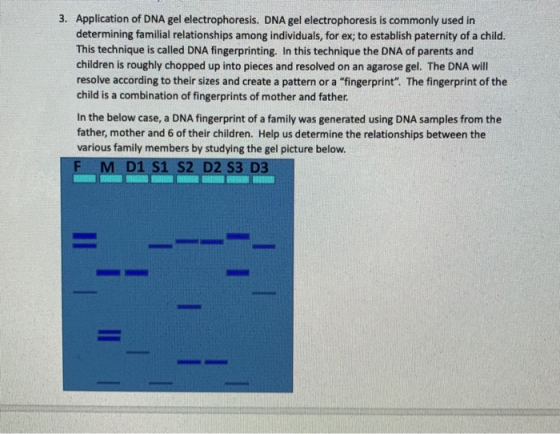 3. Application of DNA gel electrophoresis. DNA gel electrophoresis is commonly used in determining familial relationships among individuals, for ex; to establish paternity of a child. This technique is called DNA fingerprinting. In this technique the DNA of parents and children is roughly chopped up into pieces and resolved on an agarose gel. The DNA ill resolve according to their sizes and create a pattern or a fingerprint. The fingerprint of the child is a combination of fingerprints of mother and father In the below case, a DNA fingerprint of a family was generated using DNA samples from the father, mother and 6 of their children. Help us determine the relationships between the various family members by studying the gel picture below. F M D1 S1 S2 D2 S3 D3