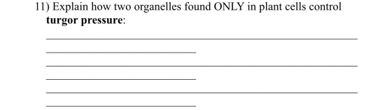 11) Explain how two organelles found ONLY in plant cells control turgor pressure: