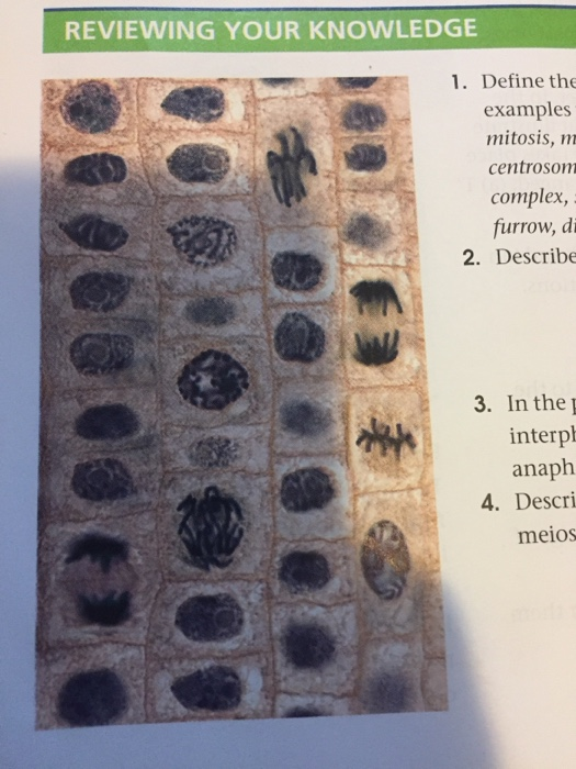 REVIEWING YOUR KNOWLEDGE 1. Define the examples mitosis, m centrosom complex, furrow, d. 2. Describe DOLOed 3. In the] interp