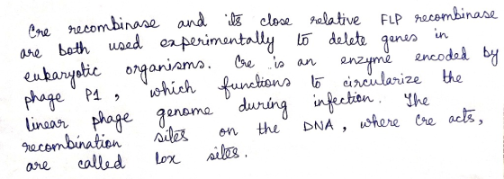 Bore recombinase and its close relative FLP recombinase are both used experimentally to delete genes in eukaryotic organisms.