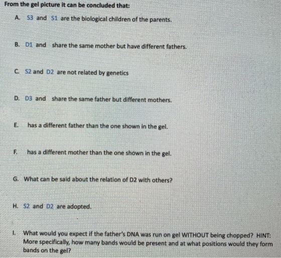 From the gel picture it can be concluded that: A. S3 and S1 are the biological children of the parents. B. D1 and share the same mother but have different fathers. S2 and D2 are not related by genetics D. D3 and share the same father but different mothers. E. has a different father than the one shown in the gel F. has a different mother than the one shown in the gel. G. What can be said about the relation of D2 with others? H. S2 and D2 are adopted. I. What would you expect if the fathers DNA was run on gel WITHOUT being chopped? HINT: More specifically, how many bands would be present and at what positions would they form bands on the gel?