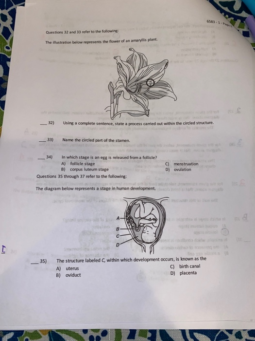 Questions 32 and 33 refer to the following: The illustration below represents the flower of an amaryllis plant. __32) Using a