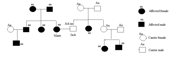 Aa Affected female Aa Aa Affected male Marie Jack Carrier female Aa Carrier male