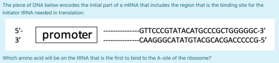 The piece of DNA below encodes the initial part of a mRNA that includes the region that is the binding site for the initiator