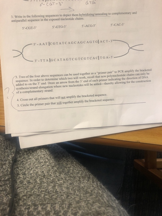 S-CGT-3 GTG 3. Write in the following sequences to depict them hybridizing/annealing to complementary and antiparallel sequen