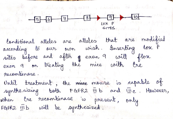 EHH484ah101 LOX P Conditional alleles are alleles that are modified according to our own wish. Inserting ton P sites before a