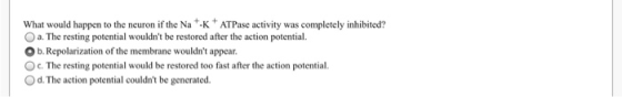 What would happen to the neuron if the Na- K ATPase activity was completely inhibited? O a. The resting potential wouldnt be