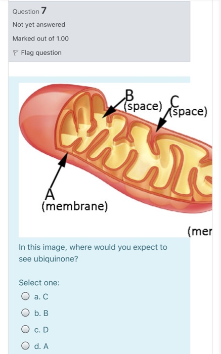 Question 7 Not yet answered Marked out of 1.00 Flag question space) (space) (membrane) (mer In this image, where would you ex