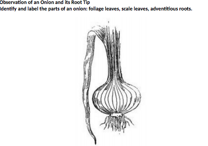 Observation of an Onion and its Root Tip Identify and label the parts of an onion: foliage leaves, scale leaves, adventitious