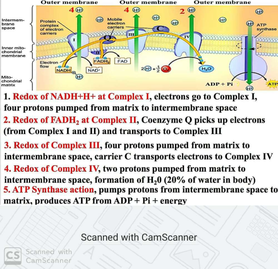Outer membrane Outer membrane 4 Outer membrane 4 HD HO Intermem- brane space brane Η Protein complex of electron carriers Mob