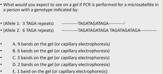 • What would you expect to see on a gel if PCR is performed for a microsatellite in a person with a genotype indicated by: •