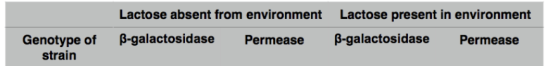 Lactose absent from environment Lactose present in environment B-galactosidase Permease B-galactosidase Permease Genotype of