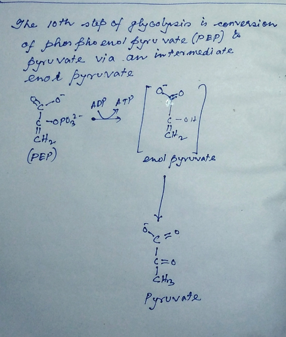 The 10th step of glycolysis is conversion of phospho eno Eyruvate (PEP) to Peruvate via an intermediate enor pyruvate Pro ADY