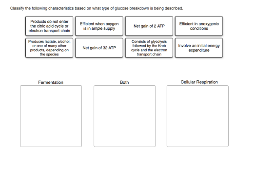 Classify the following characteristics based on what type of glucose breakdown is being described. Products do not enter the citric acid cycle or electron transport chairn Efficient when oxygen is in ample supply Efficient in anoxygenic conditions Net gain of 2 ATP Produces lactate, alcohol, or one of many other products, depending on the species Consists of glycolysis followed by the Kreb cycle and the electron transport chain Net gain of 32 ATP Involve an initial energy expenditure Fermentation Both Cellular Respiration