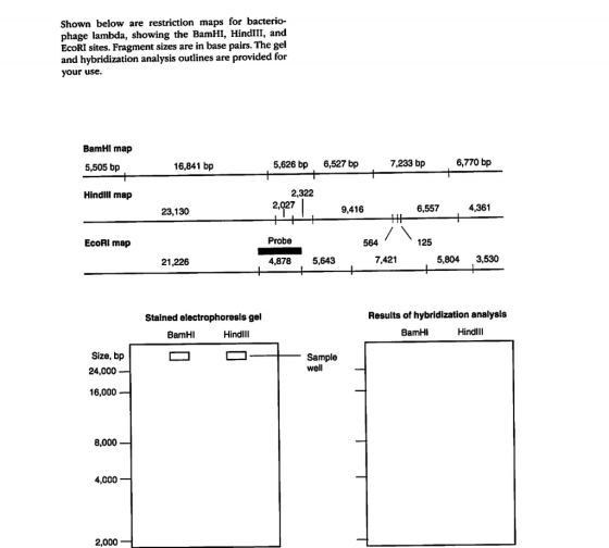 Shown below are restriction maps for bacterio- phage lambda, showing the BamHI, HindIII, and EcoRI sites. Fragment sizes are