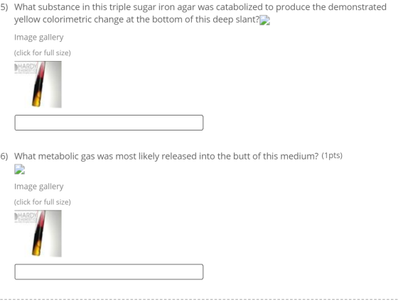 5) What substance in this triple sugar iron agar was catabolized to produce the demonstrated yellow colorimetric change at th