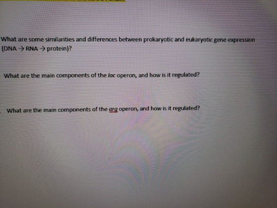What are some similarities and differences between prokaryotic and eukaryotic gene expression (DNA → RNA → protein)? What are
