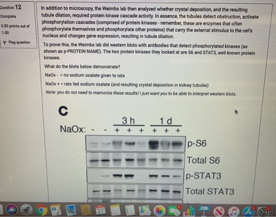 Question 12 Complete 0.00 points out of 1.00 P Flag question In addition to microscopy, the Weimbs lab then analyzed whether