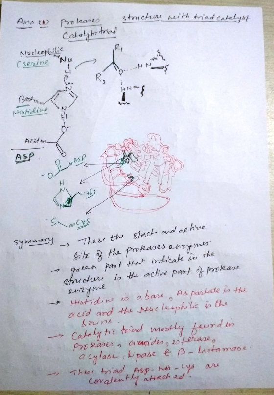 structure with triad catalys Ans. Proteases. catalytic tocad Nucleoplulia Cserine Nu AN AN 3ase en Histidine Aciden- ASP Semi