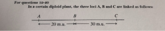 For questions 19-20 In a certain diploid plant, the three loci A, B and C are linked as follows: 20 m.u. - - 30 m.u. -