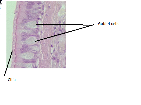 Goblet cells Cilia