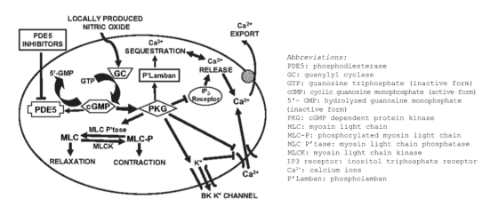 Ca2+ LOCALLY PRODUCED NITRIC OXIDE PDE5 INHIBITORS SEQUESTRATION EXPORT Са24 Ca2+ 5-GMP RELEASE PLamban GTP IP: Receptor (PD