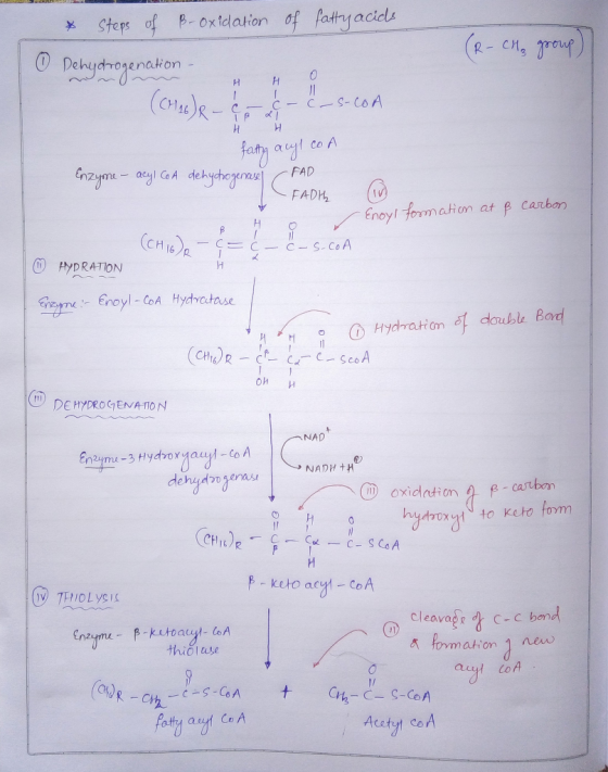 * Steps of B-oxidation of fatty acids (R- CH₂ group) Dehydrogenation - H 0 C- C-S-COA ни fatty acyl co A Enzyne - acyl CoA de